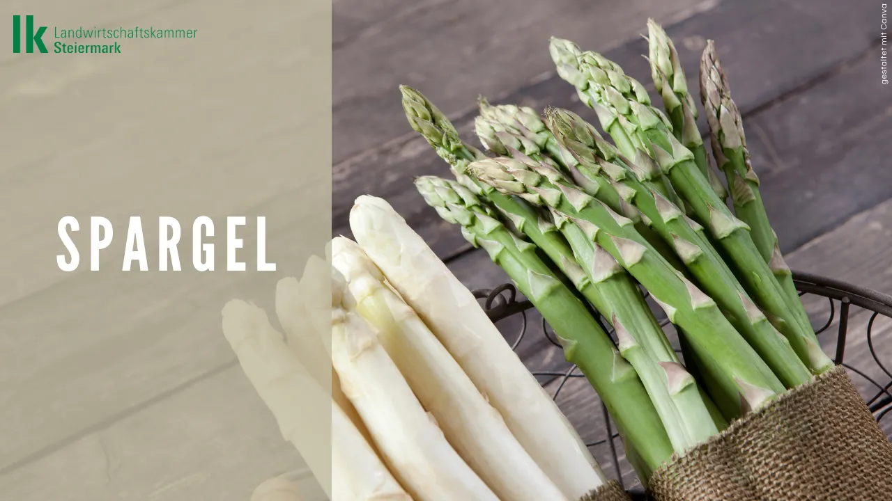 Spargel
